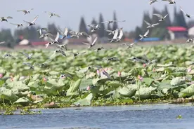 洞庭云梦——湖南洞庭湖“山水工程”见闻图片