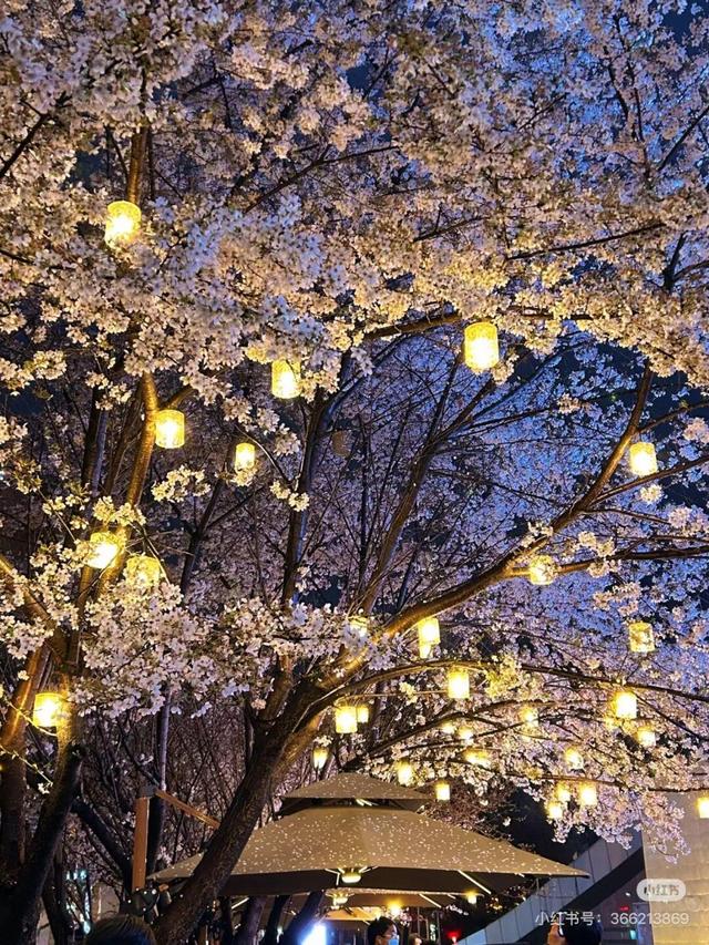 想把临沂的春天打包送给你，临沂最全赏花攻略来了