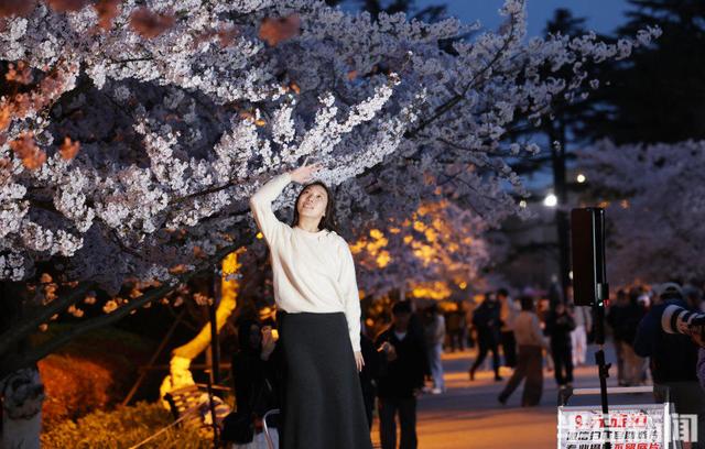 单樱盛放，夜游赏景正当时