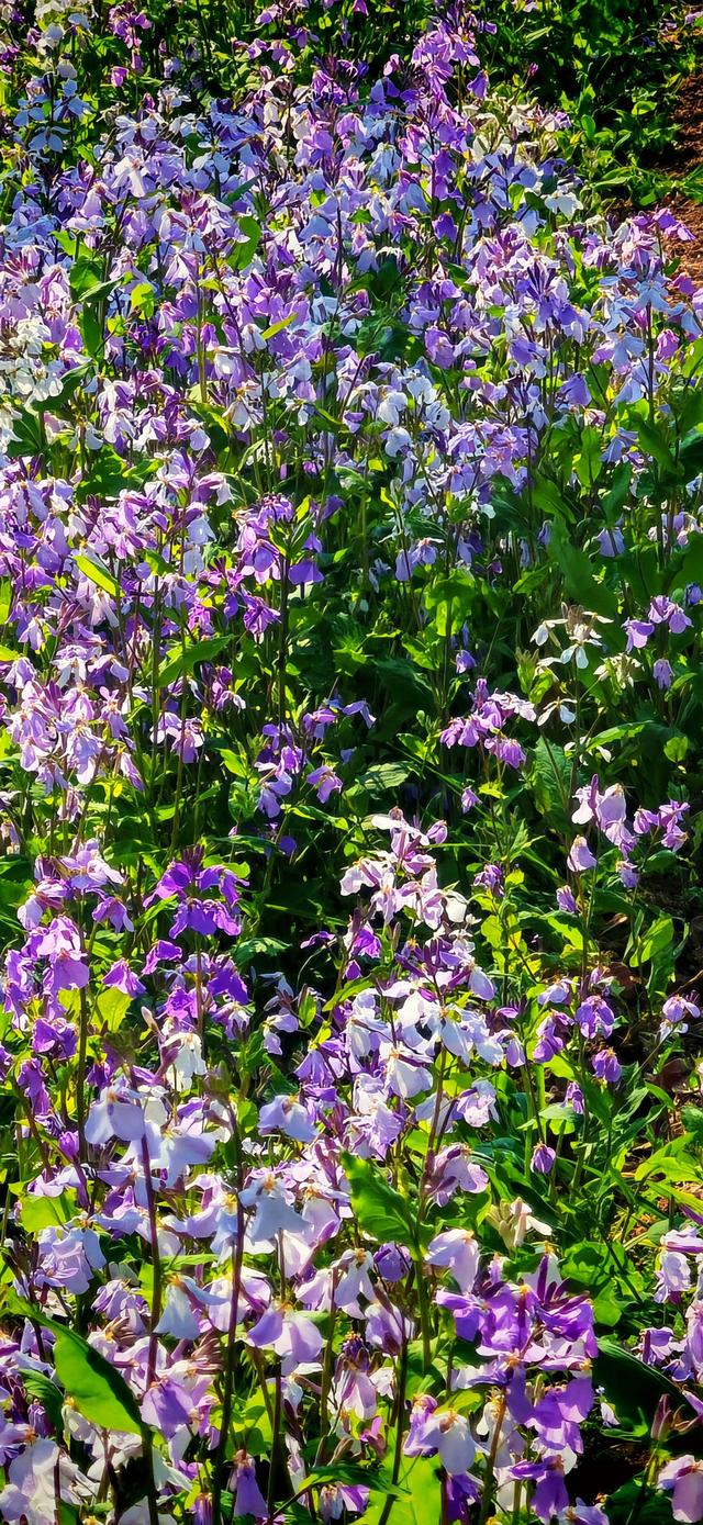 美翻了！将府公园“二月蓝”形成浪漫“京城蓝海”