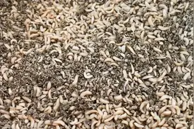 香港环保项目“上新”，与这种虫子有关图片