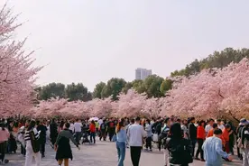 “樱”为有你！他们在宝山这样守护樱花盛宴图片