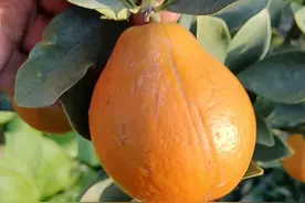 市场解码丨价格赶上进口车厘子，今冬水果“新宠”脆蜜金桔什么来头？图片