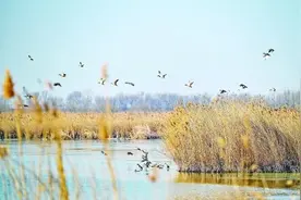 候鸟保护：照亮“天空精灵”迁徙路图片