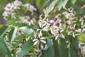 疑是南风吹紫雪 楝树花开繁盛时图片