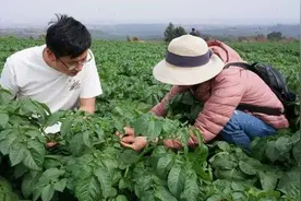 陆良：10万亩冬马铃薯丰收在望图片