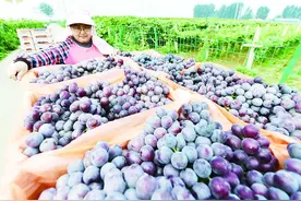 葡萄成熟季  果农采收忙图片