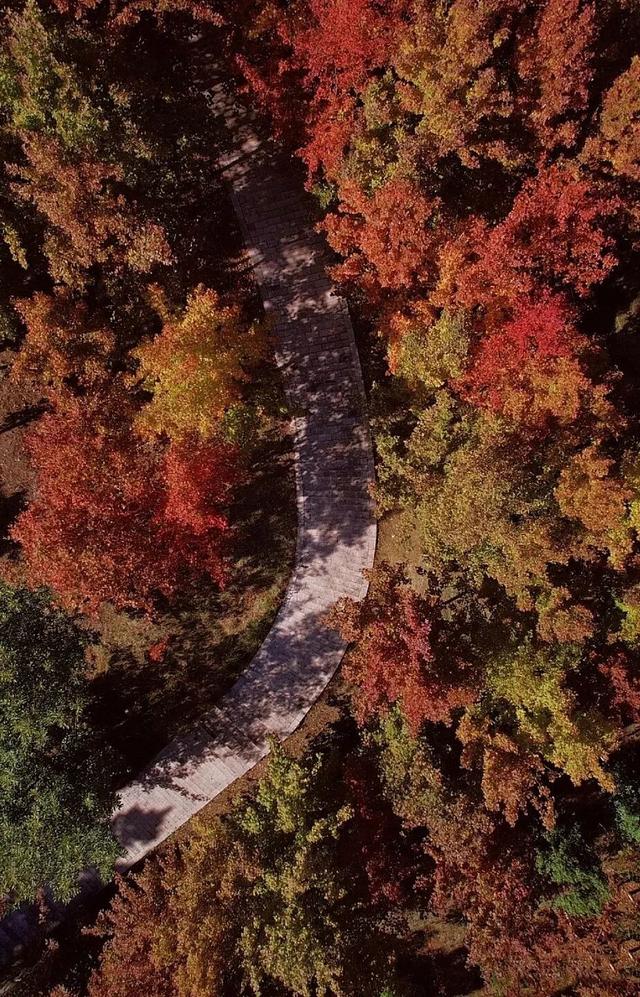 美上央媒！昆明红了！周末冲！打卡最美枫景去，超全攻略速收藏→