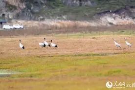 首批越冬黑颈鹤飞抵香格里拉纳帕海图片