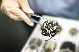 全国海关单次截获外来物种种类最多的一次！一旅客违规携带430只甲虫入境被截获图片