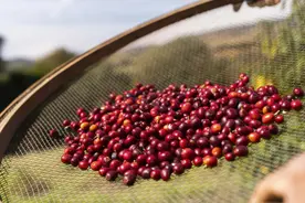 中拉关系中的瑞幸：一杯咖啡背后的经济与文化流动图片
