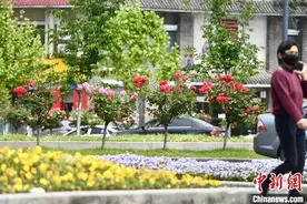 合肥街头绽放浪漫 闹市繁花受追捧图片