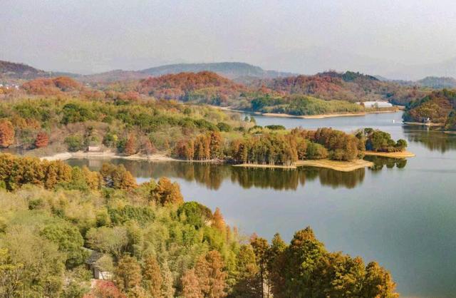 缤纷水杉迎客来