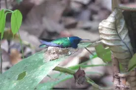 一只伪装成有毒毛虫的蜂鸟幼鸟让科学家感到震惊图片