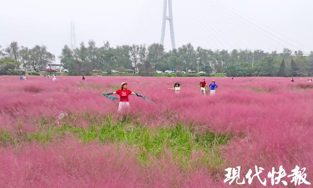 @南京人，江边这片“粉色海洋”等你打卡