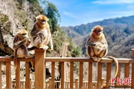 秦岭山系过渡地带的“猴王”：与川金丝猴熟悉又陌生图片