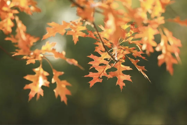 这些五彩山林，竟然都在上海↗