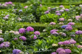 绣球、童话、集市、水域……上海共青森林公园“仲夏游园季”即将启幕图片