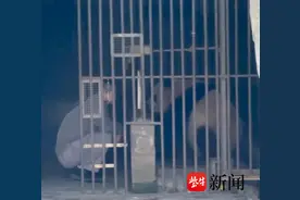 紫牛热点∣重庆动物园熊猫“双双”遭游客投掷玻璃瓶？今年1月有类似事件发生图片
