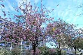 深圳人周末赏花去哪儿？南湾这个地方绝了！图片