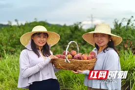 桥江镇：锦蜜黄桃迎丰收 盛夏时节果飘香图片