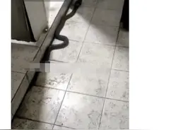 传浙江嘉兴一村庄有多条眼镜蛇被放生 石门镇专职消防队工作人员：已经抓得差不多了图片