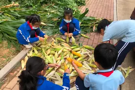 广饶县大王镇实验小学开展“庆丰收”劳动教育实践活动图片