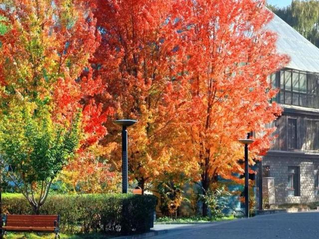 北京号最精彩 | 斑斓秋色！京城这些彩叶点位等您来