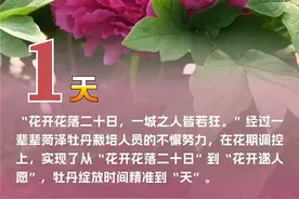 1、33、1308……来菏泽“数”牡丹！图片