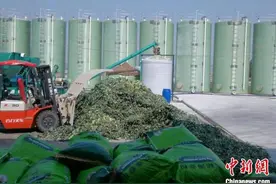 产业观察：“中国西兰花之乡”如何变废为宝？图片