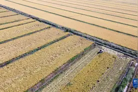 天津小站稻迎来收获季图片