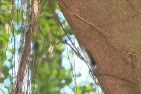 长相“吓人”！厦门多地大量出现！专家：不建议捕捉图片