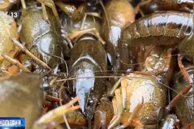 禁渔之后，鄱阳湖小龙虾会泛滥吗？答案出人意料图片