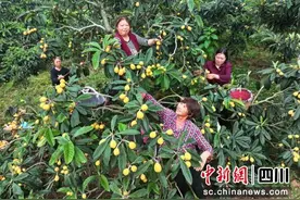 仁寿枇杷迎来丰收季 “线下+线上”销售忙图片