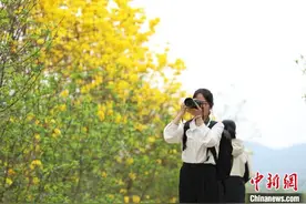 广西侨乡容县：黄花风铃木盛开引游人图片