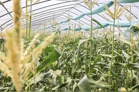 一口爆汁、脆甜鲜嫩？……金山地产水果玉米上市啦图片