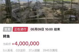 400万元起拍！深圳一法院变卖百吨活鳄鱼图片