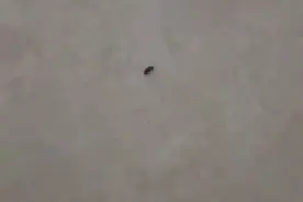 头皮发麻！虫子竟是从这种物品中出现，很多家都常备……快检查一下图片