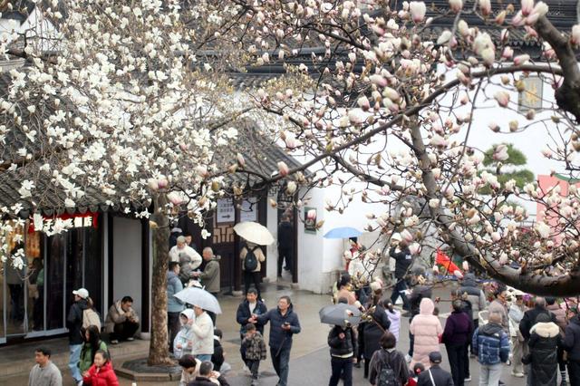 江苏苏州：狮子林玉兰花开春意浓