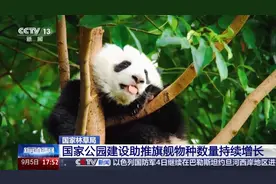 国家公园里面有什么？大熊猫！东北虎！藏羚羊！雪豹……图片