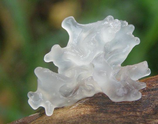 手术后吃花胶还是燕窝 2026年手术后吃燕窝和花胶哪个好