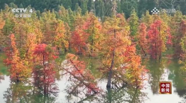 跟着央视三大频道一起赏昆明“限定款”秋色