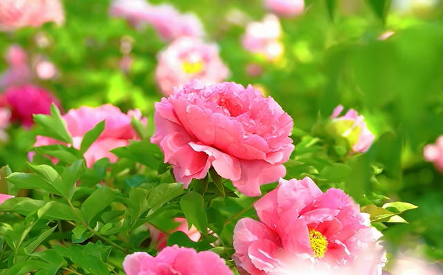 免费！邹城这里的牡丹开好了！