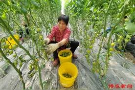 临淄:“产前销售” 小番茄闯出大市场图片
