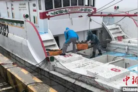 台湾活石斑鱼首度“登陆”福建平潭图片