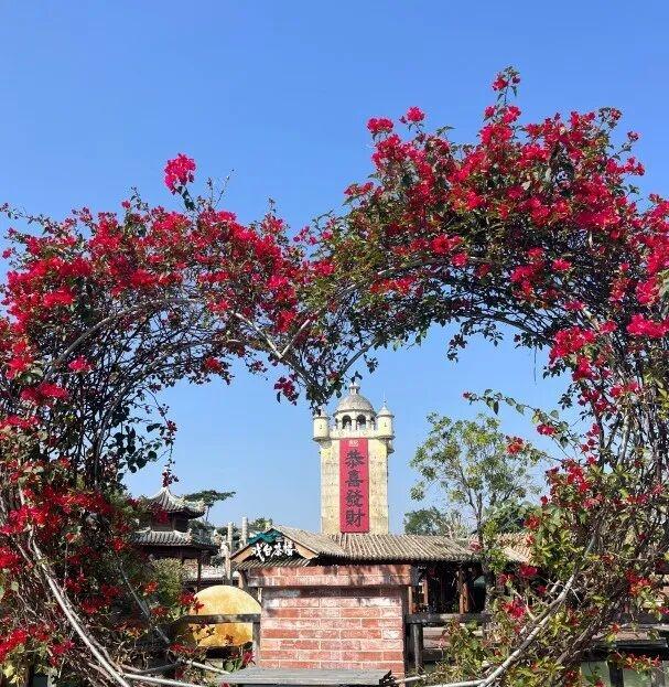 古镇与花海！开平冬日繁花绽放，侨乡美景当前