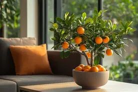 吃金桔到底要不要吃皮？图片