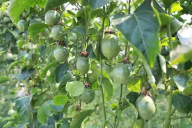 物流加持、产销对接 海南多渠道推进订单农业图片