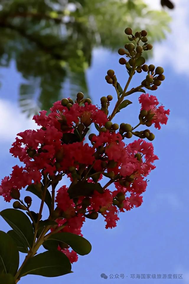 繁花似锦 | 邛海紫薇花开缀满枝头,百日浪漫尽在眼前