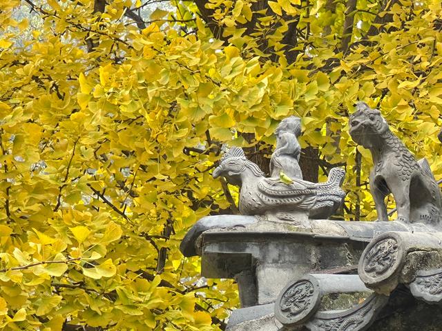 泰山壶天阁银杏披“金衣” 秋日美景引客来